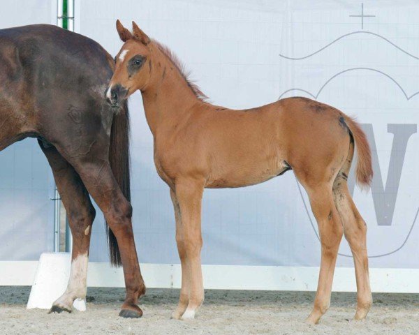 dressage horse Bontje M (Westphalian, 2022, from Bonds)