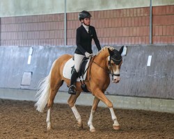 dressage horse Deinhard's Golden-Duke P (German Riding Pony, 2020, from Deinhard B)