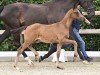 foal by Hengst von Global Player / Vitalis (Oldenburg, 2024, from Global Player OLD)