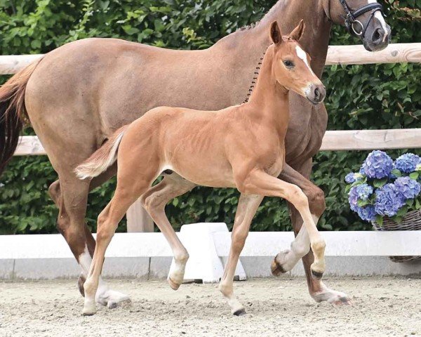 foal by Entertainer (Oldenburg, 2024, from Escanto PS OLD)