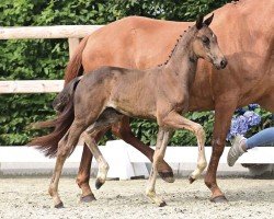 foal by Stute von Dynamic Dream / Fürst Romancier (Oldenburg, 2024, from Dynamic Dream)