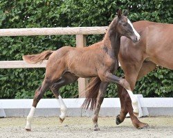 foal by HP Van Dango (Oldenburg, 2024, from Vitalis)