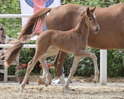 foal by Stute von Va Bene / Sir Donnerhall (Oldenburg, 2024, from DSP VA Bene)