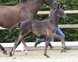 foal by Velthins GH (Oldenburg, 2024, from Velvedere)