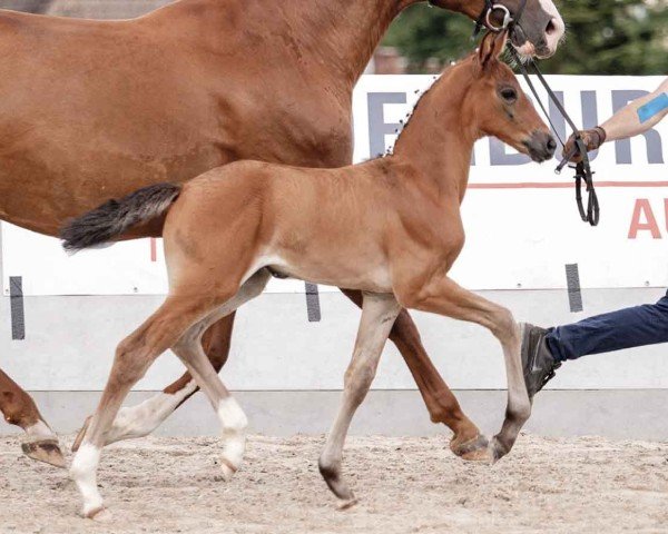 foal by Stute von Morricone I / Don Diamond (Oldenburg, 2024, from Morricone)