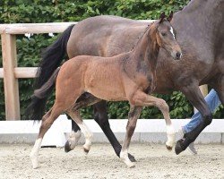 foal by Hengst von Sebastino PS / De Niro (Oldenburg, 2024, from Sebastino PS)