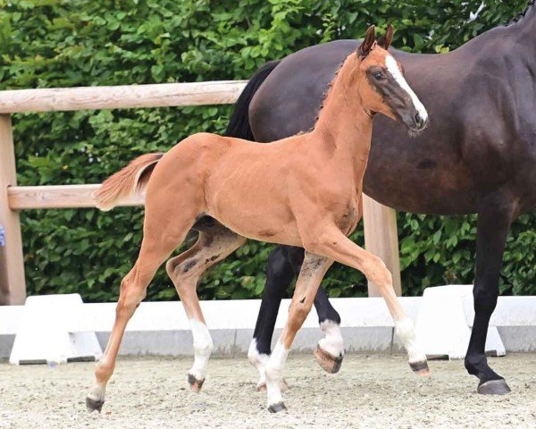 foal by Hengst von Federer / Spörcken (Oldenburg, 2024, from Federer)