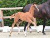 foal by Hengst von Federer / Spörcken (Oldenburg, 2024, from Federer)