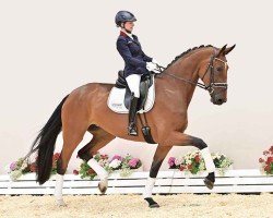 dressage horse My fair Lady HR (Oldenburg, 2020, from Q-Sieben OLD)