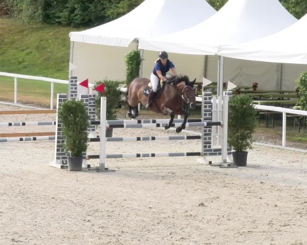 Reitturnier Bülach 2024