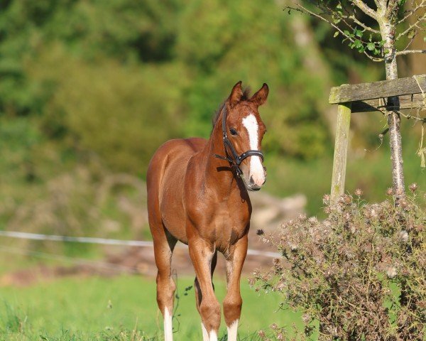 foal by Finessa K (Hanoverian, 2024, from For The Future)