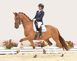 dressage horse Victory (Oldenburg, 2021, from Vitalis)