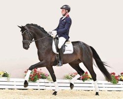 dressage horse Maestro HTC (Oldenburg, 2020, from Maracana)