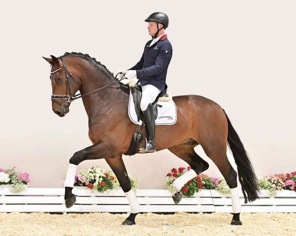 dressage horse Strasser Z (Oldenburg, 2021, from So Perfect)