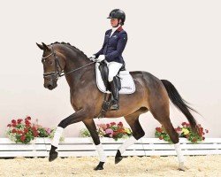 dressage horse Dame qui danse (Oldenburg, 2019, from Devonport)