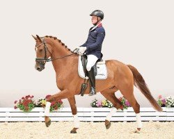 dressage horse Zalando 19 (Oldenburg, 2019, from Zack)