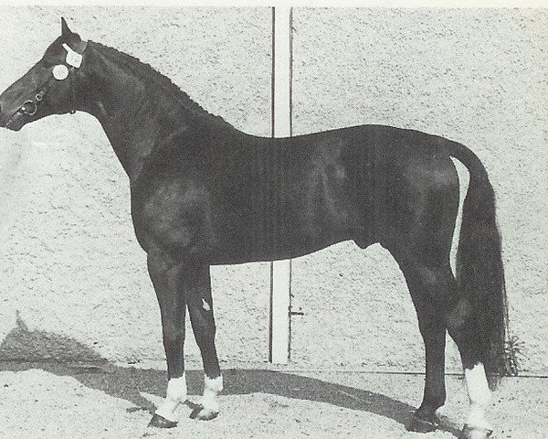 stallion Derwisch (Hanoverian, 1979, from Dirk)