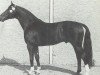 stallion Derwisch (Hanoverian, 1979, from Dirk)