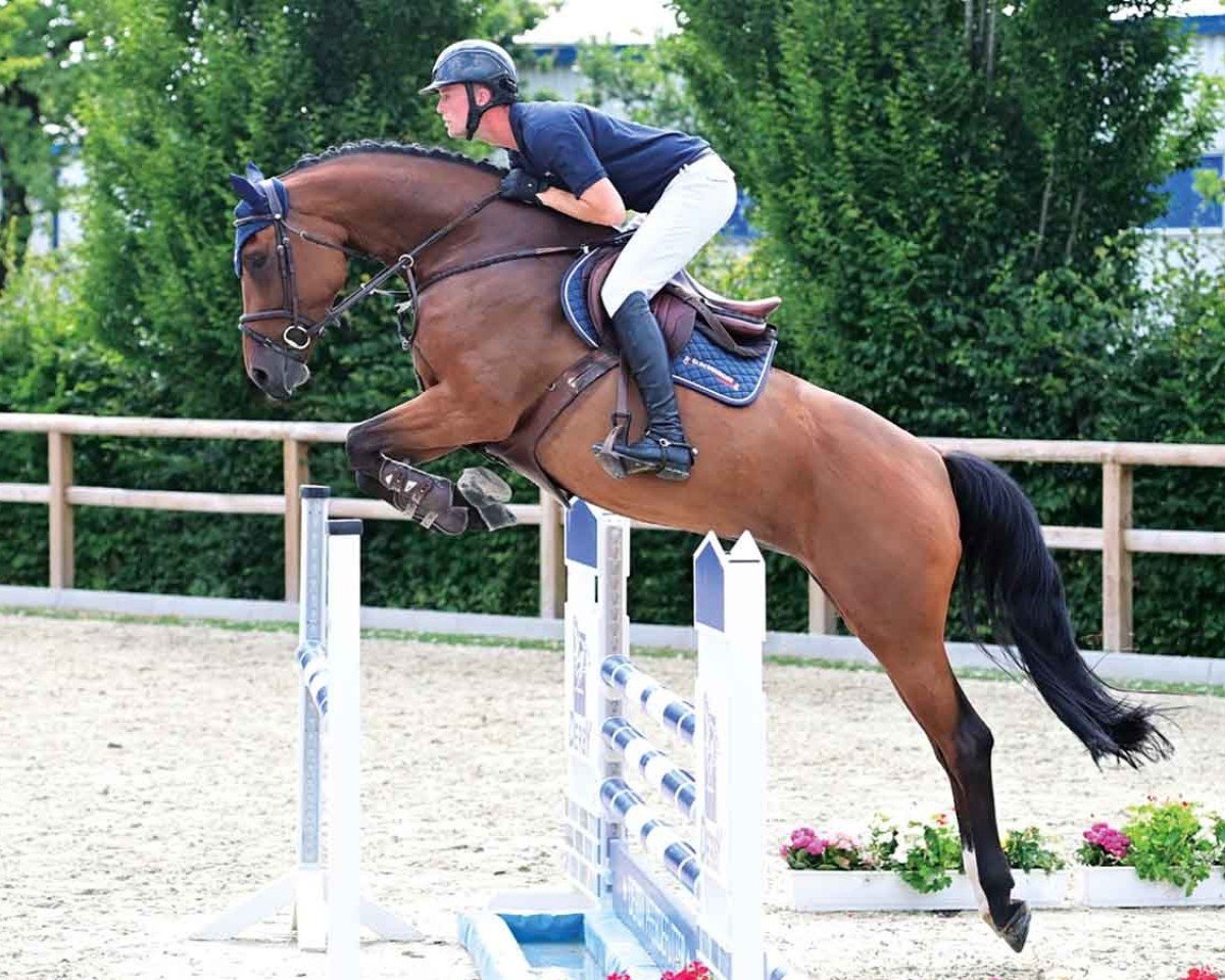 broodmare Carrera SR (Oldenburg show jumper, 2019, from Combat SR)