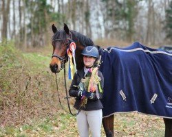 Springpferd Lord Jumpleroy (Holsteiner, 2016, von Pikeur Lord Fauntleroy)