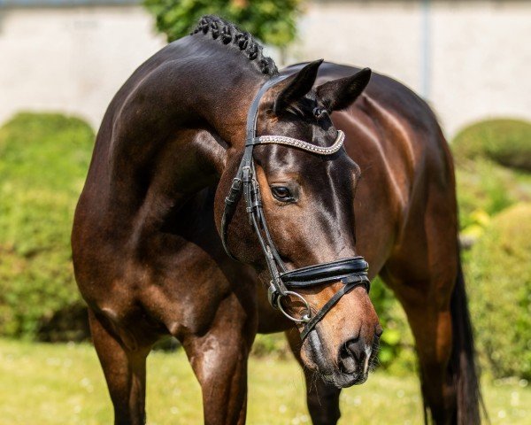 dressage horse De Lacajo (Rhinelander, 2018, from De Beau)