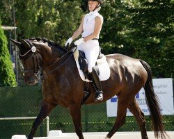 dressage horse Day-Lights Soulmate (Danish Warmblood, 2015, from Blue Hors First Choice)