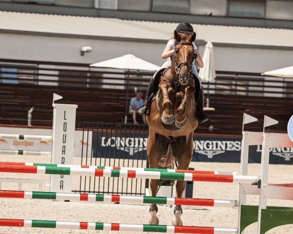 jumper Chaccozuu SZ (Oldenburg show jumper, 2015)