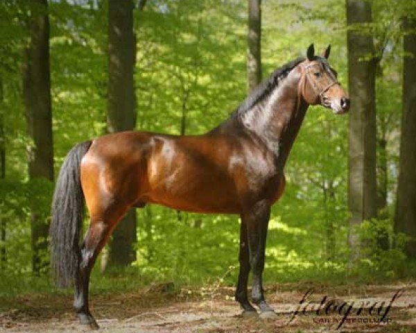 stallion Lucky Point (Swedish Warmblood, 2001, from Leuthen I)