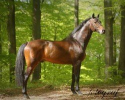 stallion Lucky Point (Swedish Warmblood, 2001, from Leuthen I)