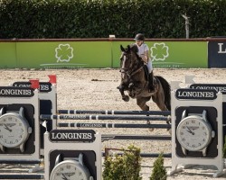 Springpferd My Lady van 't Achterhof (Belgisches Warmblut, 2012, von Baltic VDL)