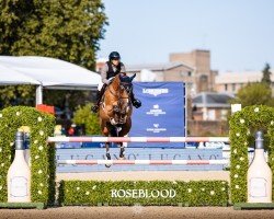 Springpferd K.i Guru (KWPN (Niederländisches Warmblut), 2011, von Cassini Gold)