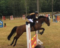 jumper Ascada 11 (German Sport Horse, 2007, from Askanier)