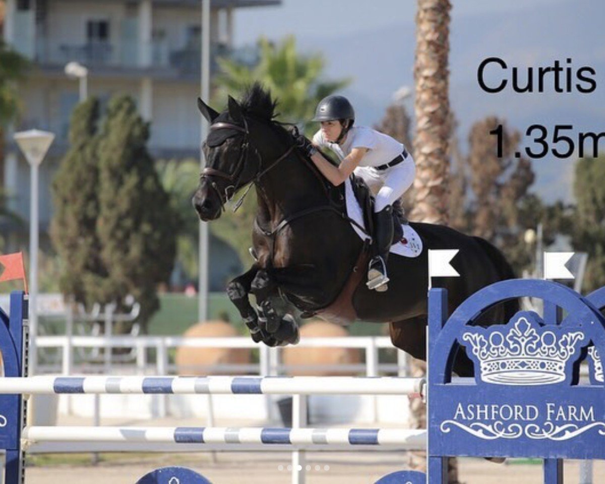 jumper New Curtis (Holsteiner, 2008, from Nekton)
