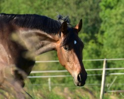 broodmare Fine Rose Village (Westphalian, 2019, from Fürst Samarant)