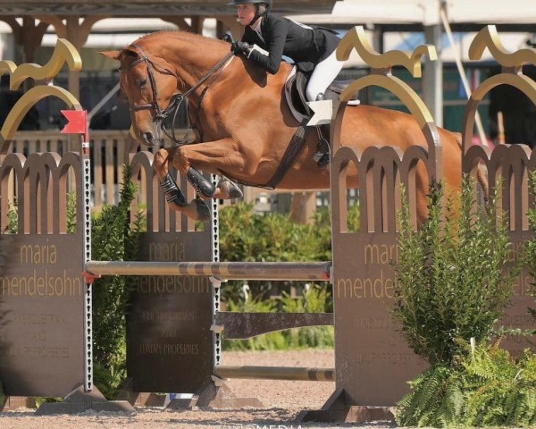 jumper Calina M (Oldenburg show jumper, 2016, from Cador 5)