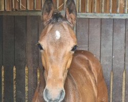 foal by Hengst von Chaccothage Blue PS / Boritas (Holsteiner, 2024, from Chaccothage Blue PS)