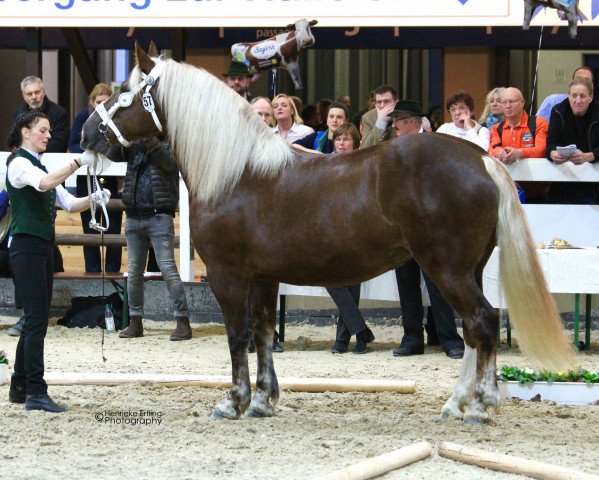 Zuchtstute Fürstin (Süddeutsches Kaltblut, 2012, von Salvator II)