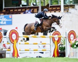 jumper Just Too Late D'Hof-Ten-Bos (Belgium Sporthorse, 2015, from Bentley van de Kapel)