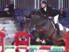 Deckhengst Quidam van de Kapel (Belgisches Warmblut, 2000, von Happy Wind D'Hof Ten Bos)