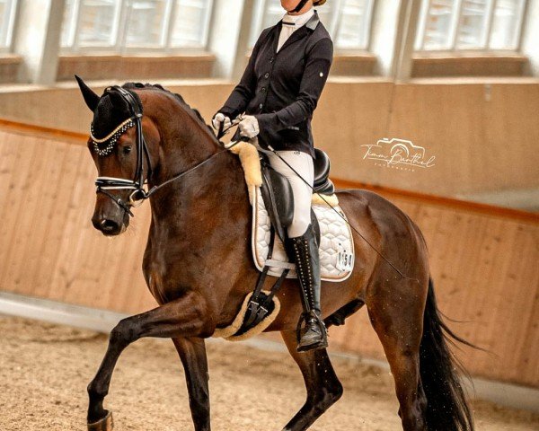 Dressurpferd Next Generation 9 (Schwedisches Warmblut, 2020, von Incognito)