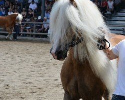 stallion Nordwest (Austrian Warmblood, 2000, from Nordtirol)