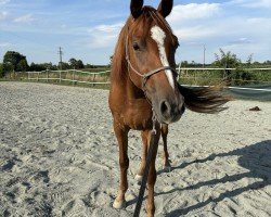 jumper Arezzo's Arielle (German Sport Horse, 2021, from Arezzo VDL)