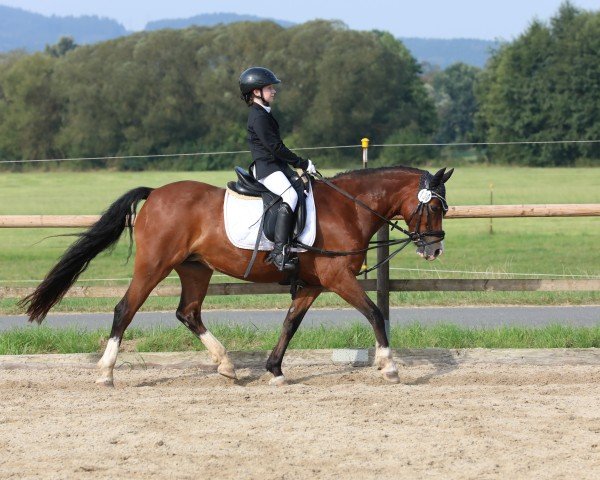 Zuchtstute Kudos Fontella Bass (Welsh-Cob (Sek. C), 2009, von Parc Hebog)