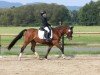 broodmare Kudos Fontella Bass (Welsh-Cob (Sek. C), 2009, from Parc Hebog)