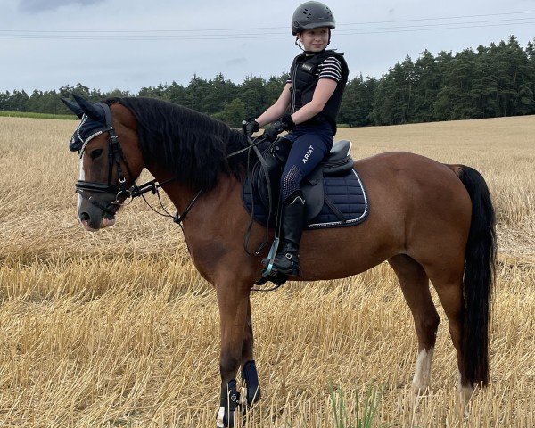 Dressurpferd Rieemars Fjoralba (Welsh-Cob (Sek. C), 2018, von Maddox 43)