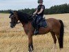 dressage horse Rieemars Fjoralba (Welsh-Cob (Sek. C), 2018, from Maddox 43)