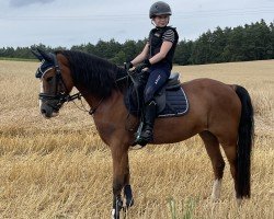 jumper Rieemars Fjoralba (Welsh-Cob (Sek. C), 2018, from Maddox 43)