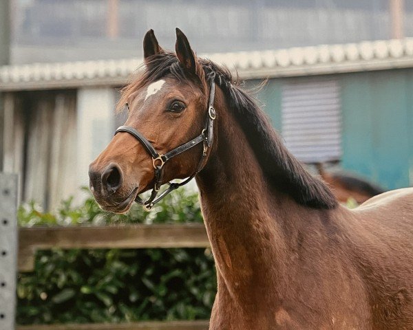 jumper Happy Platina (Oldenburg show jumper, 2019, from Hickstead White)