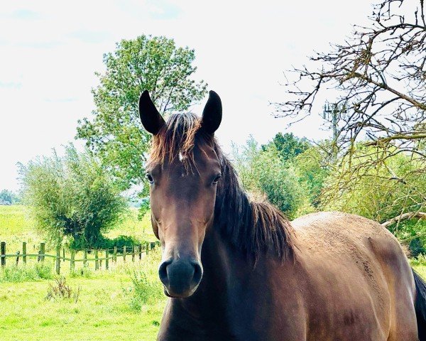 jumper Conbaleggia (Oldenburg show jumper, 2022, from Conthargos)