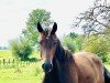 jumper Conbaleggia (Oldenburg show jumper, 2022, from Conthargos)